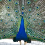 article - peacock and crane