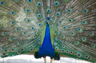 Lessons in leadership from the fable of The Peacock and the Crane