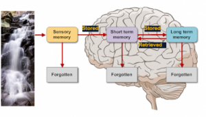 article - memorable training - memory