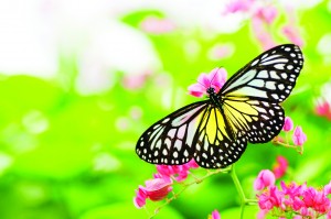 Ngoc card image